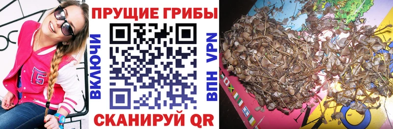 mega как войти  Зеленоградск  Псилоцибиновые грибы мицелий 
